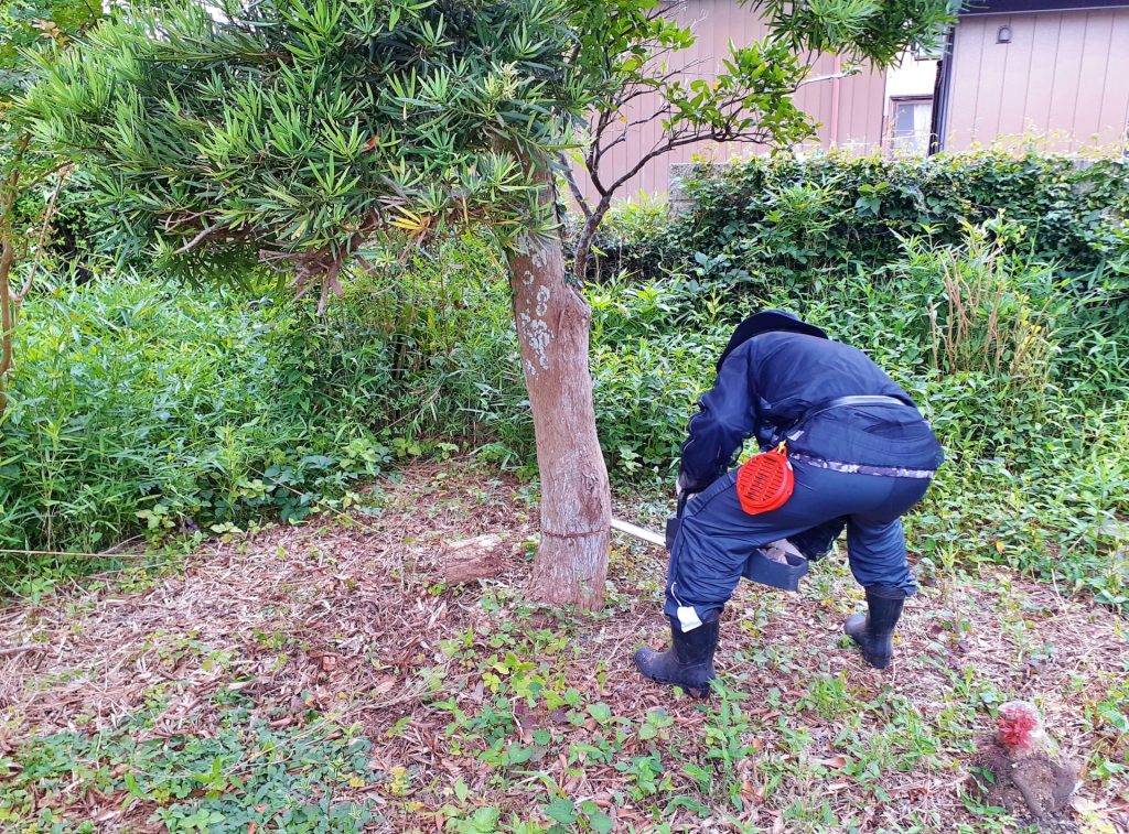 伐採